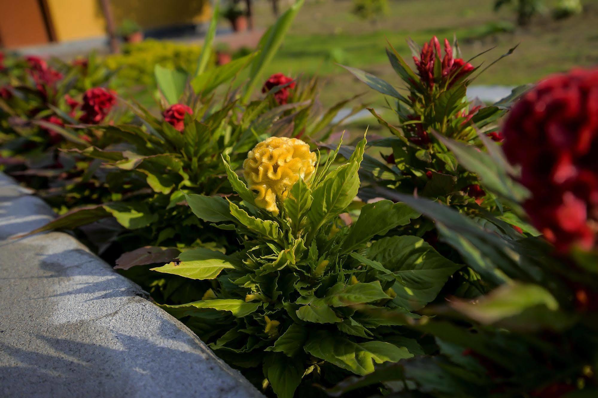 Hotel Lakefront Pokhara Eksteriør bilde